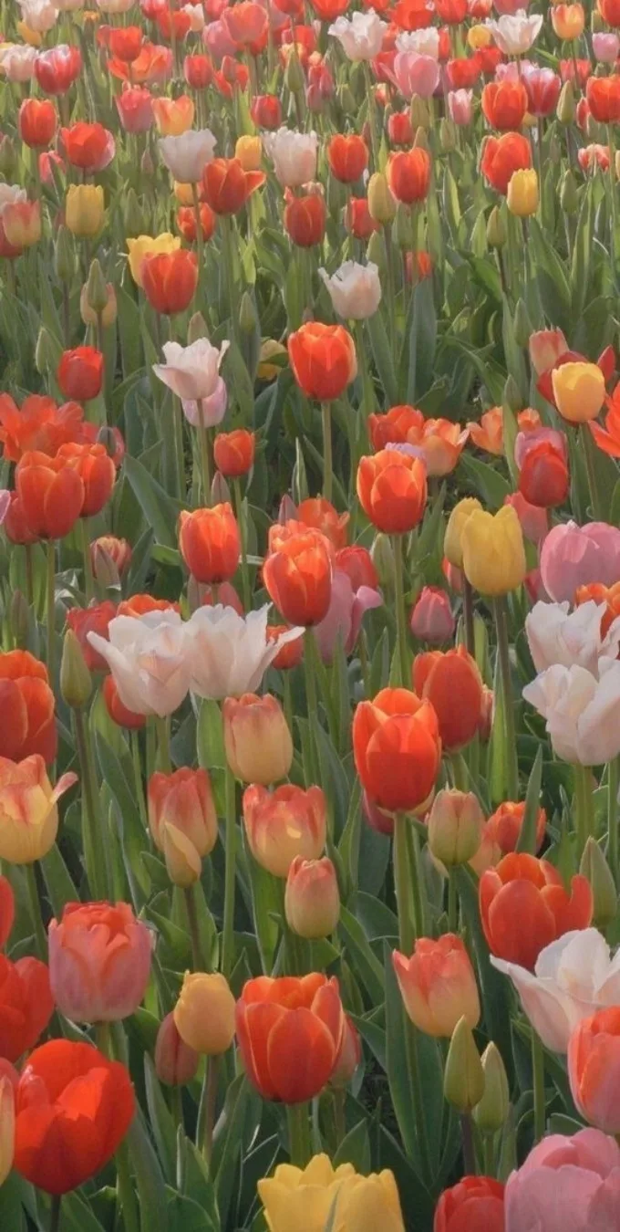 Hình nền hoa tulip cho điện thoại