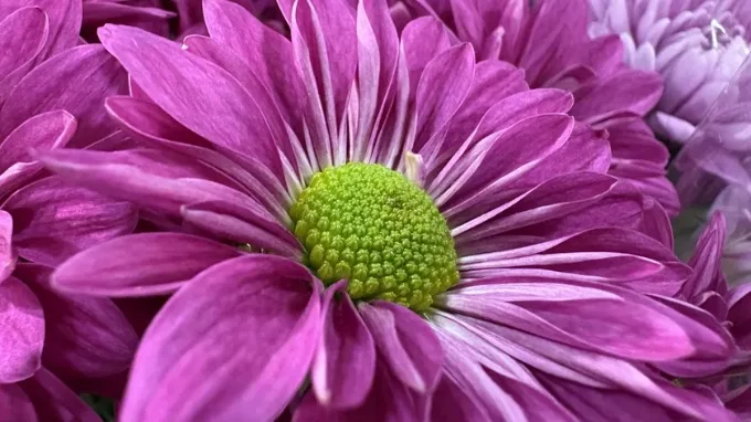 Ảnh chụp macro trên iPhone 16