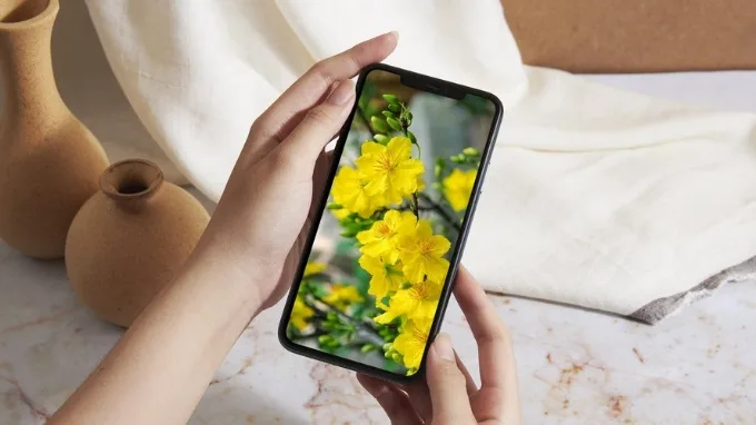 Ý nghĩa của hoa mai trong ngày Tết